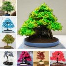 50 Pcs Japanese Maple Seeds, Bonsai Tree Seeds, suit for DIY Home Garden, Free Shipping