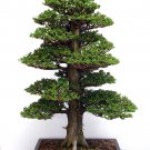 50PCS rare tree seeds for home Garden bonsai Plant JAPANESE Cedar Seeds Semillas bonsai seeds