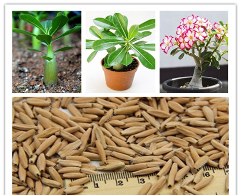 desert rose seeds real Thailand Adenium obesum seeds flower bonsai plant mini tree giant flower 2pcs