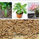 desert rose seeds real Thailand Adenium obesum seeds flower bonsai plant mini tree giant flower 2pcs