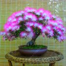 20 pcs Acacia tree seeds, (albizia julibrissin) bonsai flower seeds Perennial indoor plant