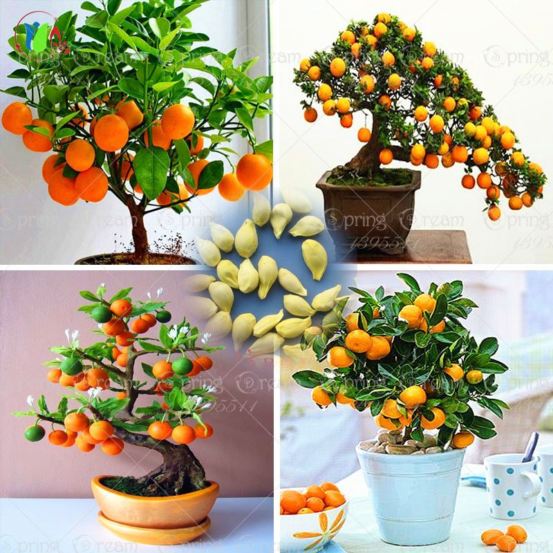 40 /Bag Bonsai Orange Tree Seeds Organic Fruit Tree Seeds For flower pot planters very delicious
