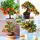40 /Bag Bonsai Orange Tree Seeds Organic Fruit Tree Seeds For flower pot planters very delicious