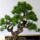 FREE SHIPPING 30pcs/Bag Japanese Pine Tree Seeds bonsai flower easy to plant DIY