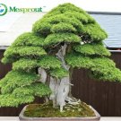Bonsai seeds 30 pcs Japanese Red Cedar - Cryptomeria japonica seeds - Bonsai Tree Evergreen
