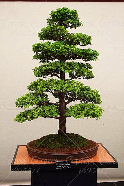 28PCS/BAG rare tree seeds for home bonsai JAPANESE CEDAR Semillas bonsai seeds