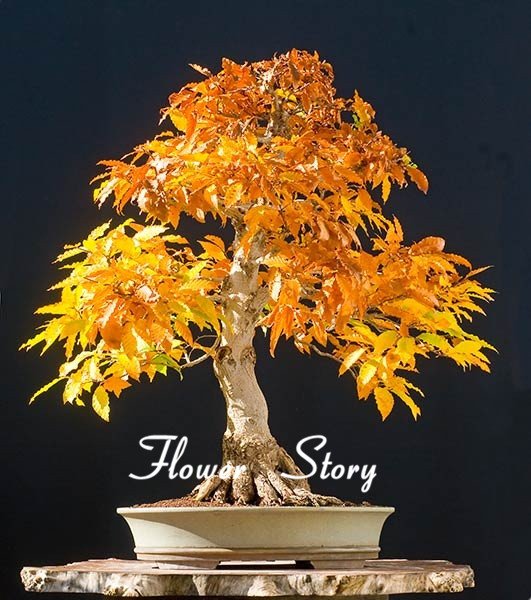 Japanese Maple Bonsai Tree Seeds Garden Plants for home 20 Pcs