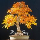 Japanese Maple Bonsai Tree Seeds Garden Plants for home 20 Pcs
