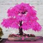 Japanese Maple Bonsai Tree Seeds Garden Plants for home 20 Pcs