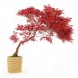 Japanese Maple Bonsai Tree Seeds Garden Plants for home 20 Pcs