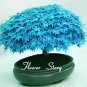 Japanese Maple Bonsai Tree Seeds Garden Plants for home 20 Pcs