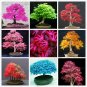 Japanese Maple Bonsai Tree Seeds Garden Plants for home 20 Pcs