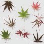 Japanese Maple Bonsai Tree Seeds Garden Plants for home 20 Pcs