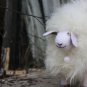 BENANDLU - Musical sheep soft and fluffy