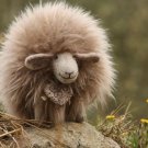 BENANDLU - Sheep like shearling gingerbread almond