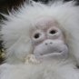 BENANDLU - Monkey for play and fun
