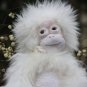 BENANDLU - Monkey for play and fun