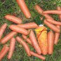 BENANDLU - Carrot surprise bag