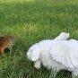 BENANDLU - Musical sheep