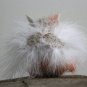 BENANDLU - Three-color Cat with brooch-wings