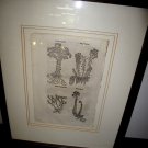 Original 1568 Engraving William Turner Tudor Age (1509-1568) Succulent Framed