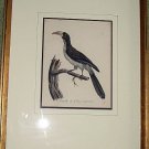 Rare LE VAILLANT ca1820 Bird Engraving La Calao Bird Hand Colored Framed