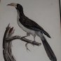 Rare LE VAILLANT ca1820 Bird Engraving La Calao Bird Hand Colored Framed