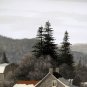 BILL SAUNDERS Listed Canadian Artist Ottawa Valley Acrylic 36" x 24" Superb!
