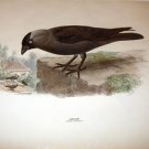 Superb ca1870 Le blond Baxter Lithograph Jackdaw Corvus Monedula