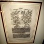 Original 1568 Engraving William Turner Tudor Agev(1509-1568) Basil Framed