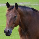Brown Horse Digital Photo