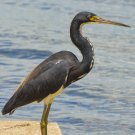 Blue Heron Digital Photo