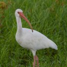 White Ibis digital Photo