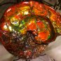 14.5" PLACENTICERAS  Meeki AMMONITE AMMOLITE FOSSIL Feng Shui