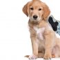 PAMPERED PAWS - DOG - GROOMING - BATHING - FUR - REMOVAL - GLOVE - NEW - PETS