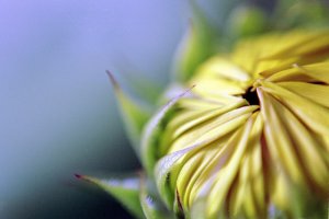bloom - 8x12 print