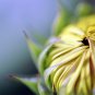 bloom - 8x12 print