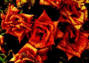 the orange bones - 5x7 print