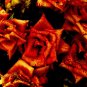 the orange bones - 8x10 print