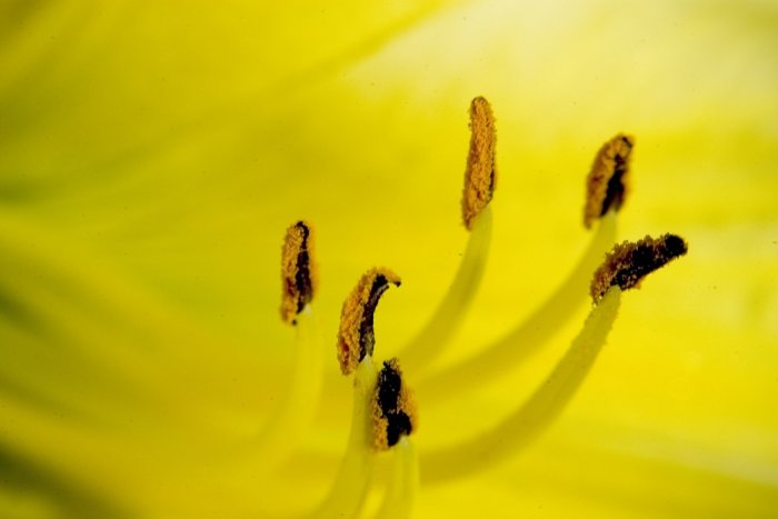 fleur - 4x6 print