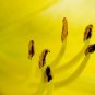 fleur - 8x12 print