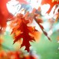 fall foliage - 8x12 print