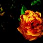 a rose by any name - 8x10 print
