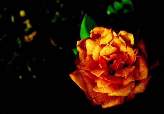a rose by any name - 5x7 print