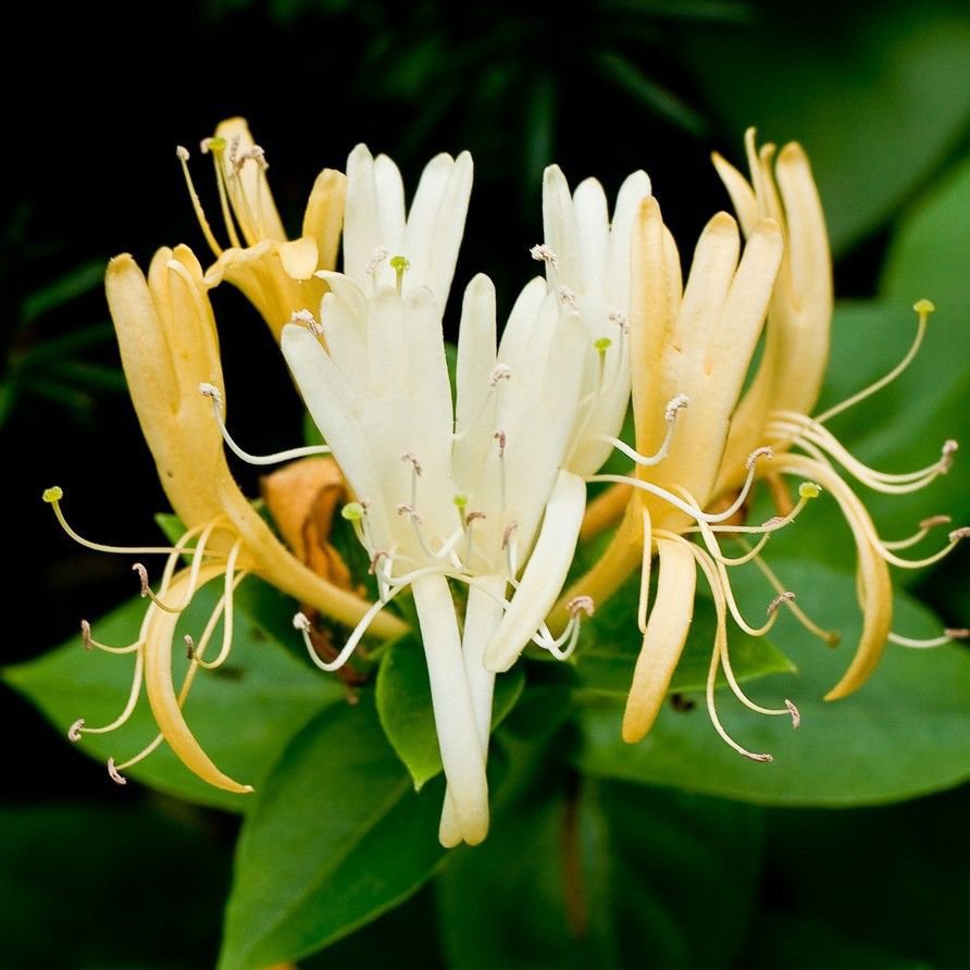 japanese-honeysuckle-25-seeds-fragrant-low-maintaince-fast