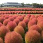 KOCHIA SCOPARIA burning bush 250 seeds Exotic * Ornamental * easy grow * *SHIPPING FROM US* CombSH