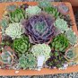 Echeveria species mix 10ï¼50ï¼100 seeds *succulent cactus* rare exotic *SHIPPING FROM US* CombSH C14