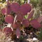 Opuntia violacea v. Santa rita seeds *edible* Purple prickly pear *SHIPPING FROM US* CombSH C52