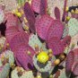 Opuntia violacea v. Santa rita seeds *edible* Purple prickly pear *SHIPPING FROM US* CombSH C52