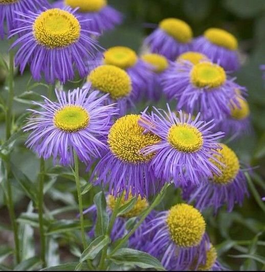 Fleabane daisy 1000 seeds Erigeron speciosus * Showy * Garden * perennial *SHIPPING FROM US* CombSH